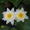 Jorn und Luise