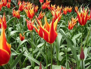 tulips from Kathie