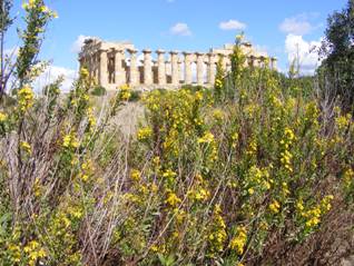 Selinunte temple with gorse