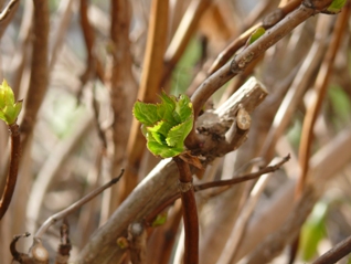 new leaf