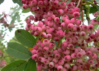fruiting sorbus