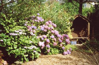 Nina's garden