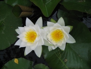 seerose