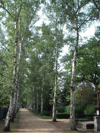 silver birch
