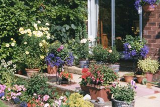Geoff and Trish's garden