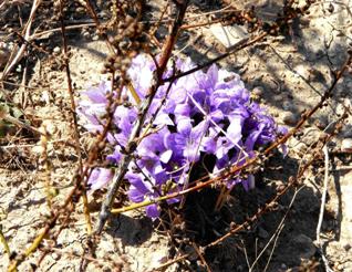 purple flowers with bees